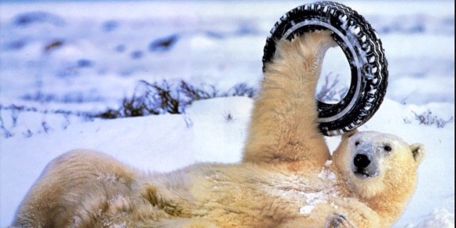 polarbear32's profile banner image