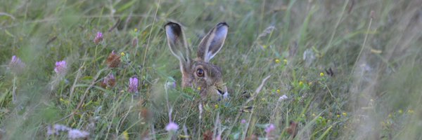 birderjack Profile Banner