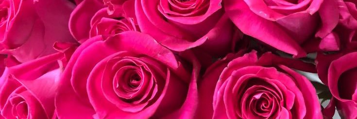 taylorfleurette's profile banner image