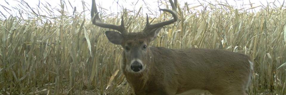 BoneView Official banner