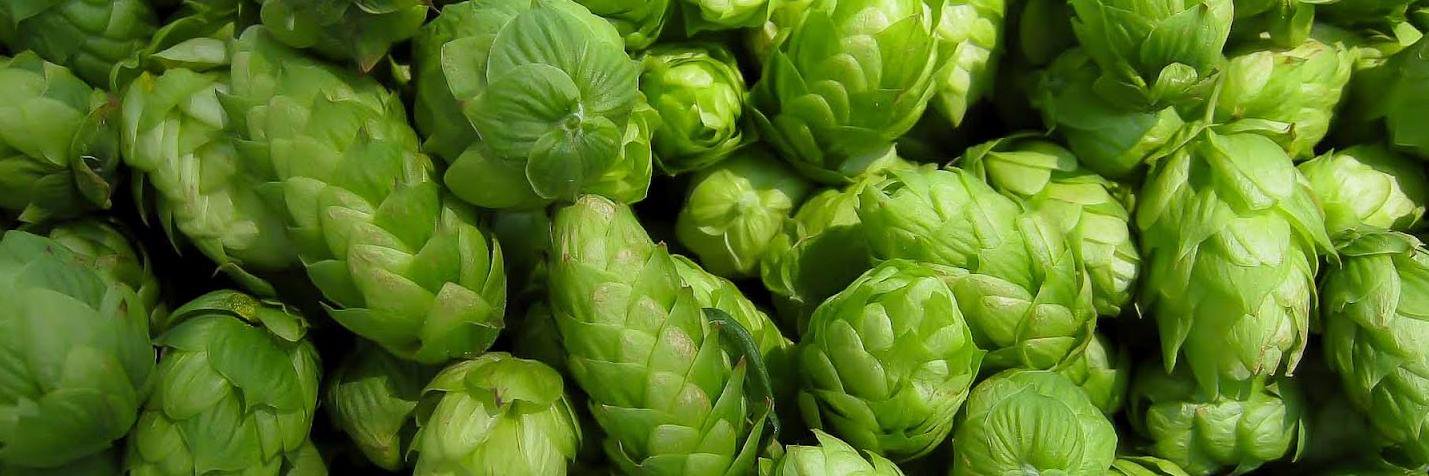 HopNationBrewingCo. banner