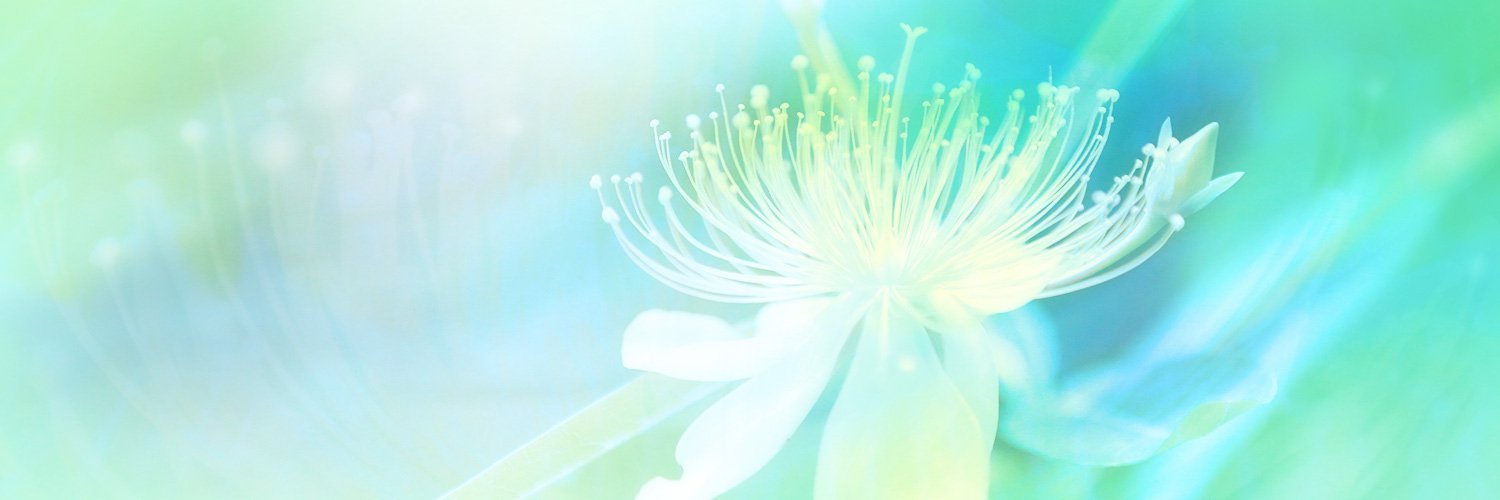 midorinemu's profile banner image