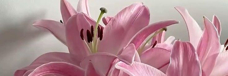 madebyrosse's profile banner image