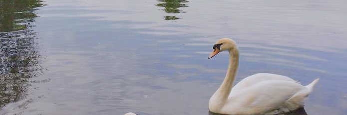 saorsca's profile banner image