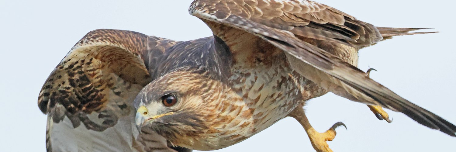 aristillus5175's profile banner image