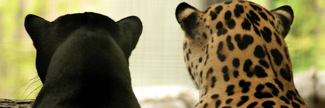 bellaboo228's profile banner image