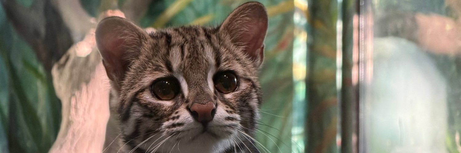 BlindCat2021 banner