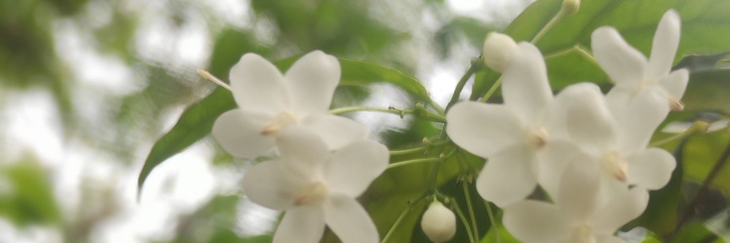 Bokiimii's profile banner image