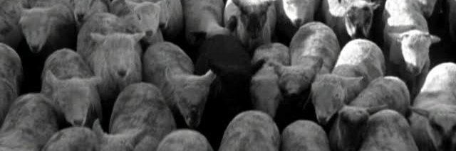 Marcelo Xavier banner