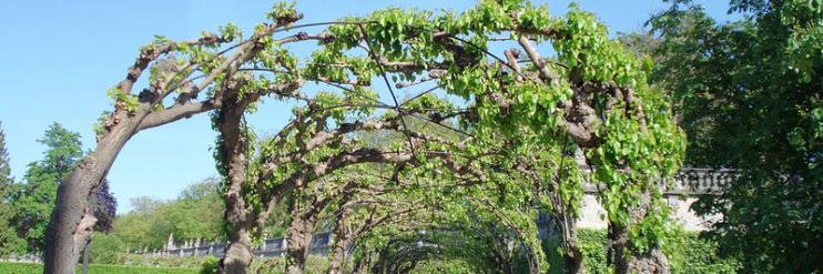 Arbor Workflows banner