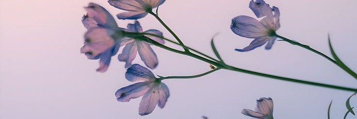 will o’ the wist banner