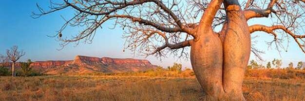 TweetingRoo's profile banner image