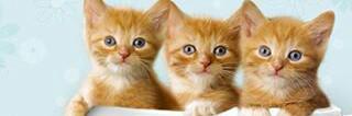 edelvilion's profile banner image
