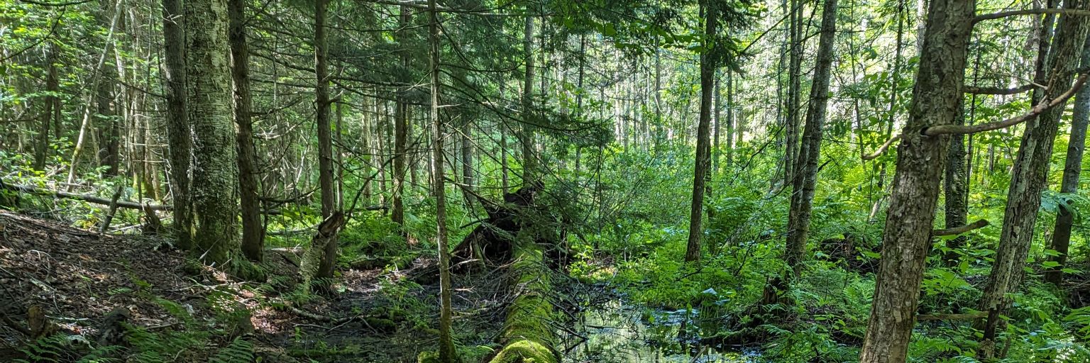 David Avelar Rodriguez banner