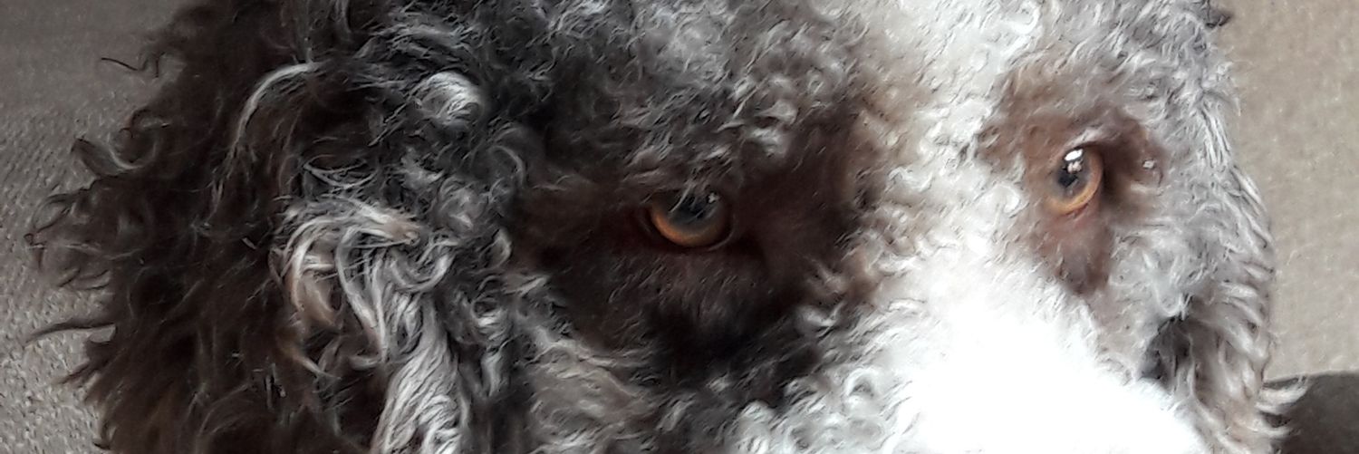 Cipion05's profile banner image