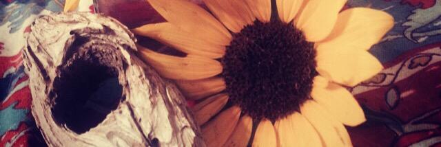 dmfranchetti's profile banner image