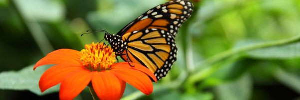 JAniskoClutton Profile Banner