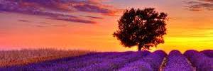 marianashula's profile banner image