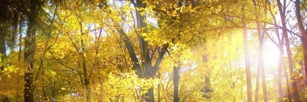malinbrant's profile banner image