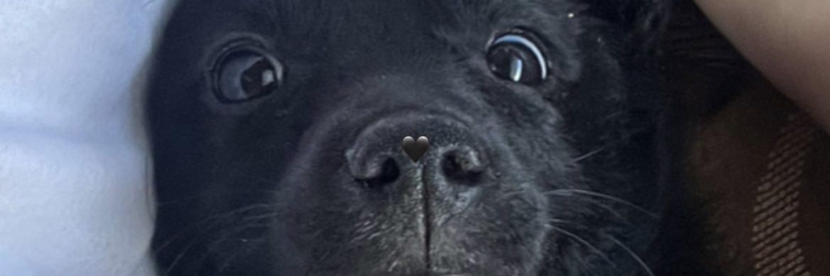 CandeeeVeron's profile banner image