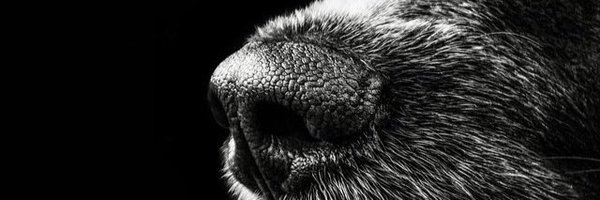 EnAdopcion1 Profile Banner