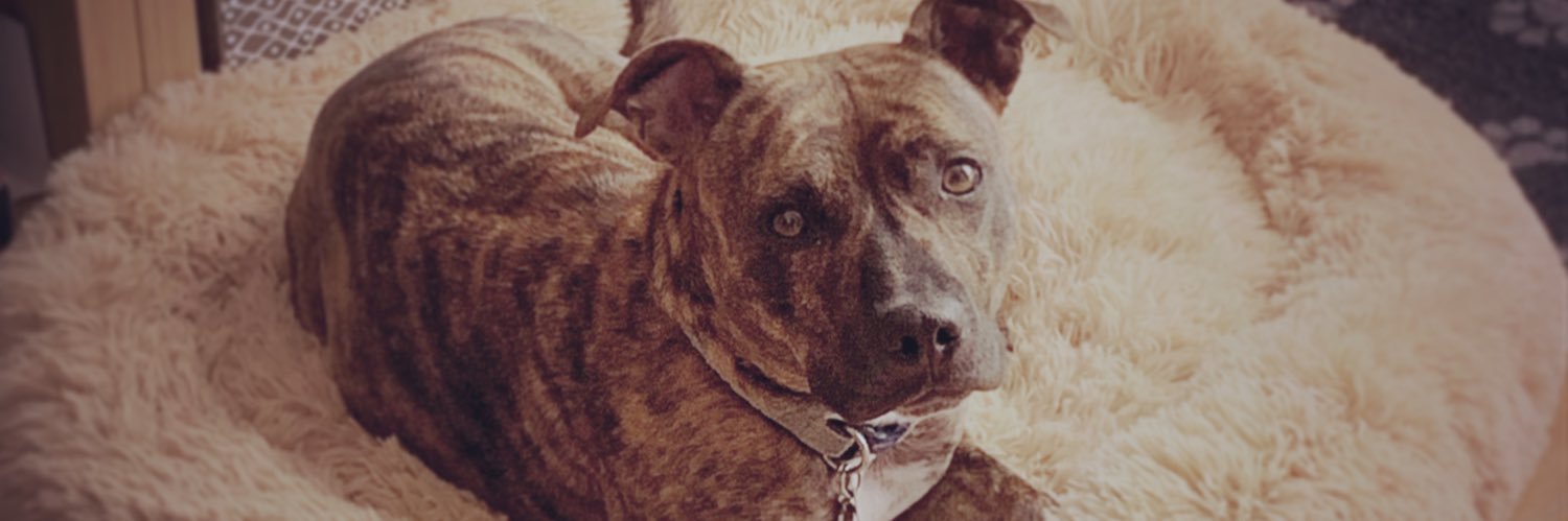 Cathryn O’Shea (文音) banner