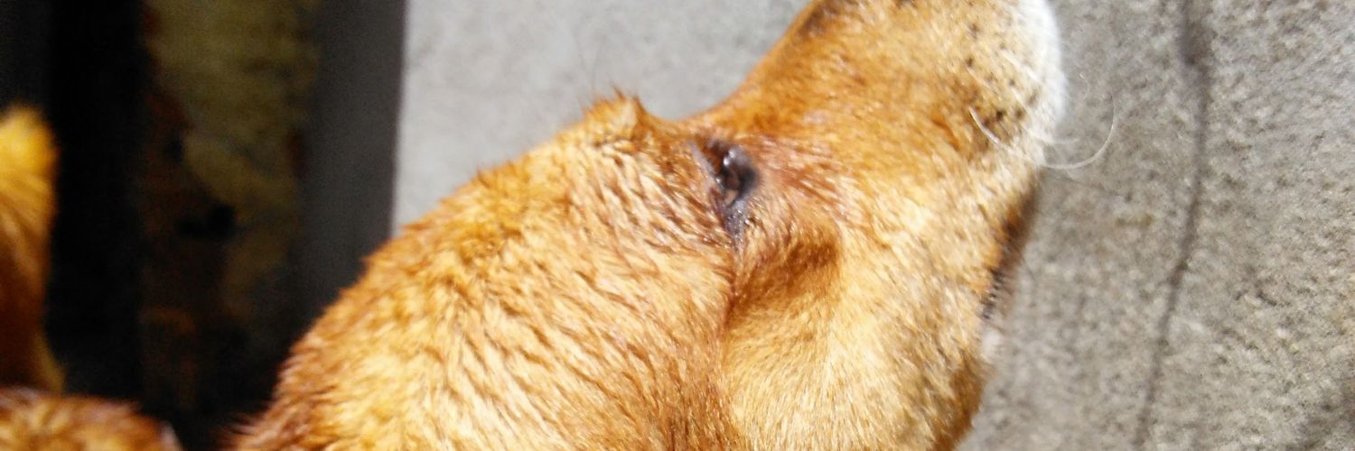 d4ndara's profile banner image