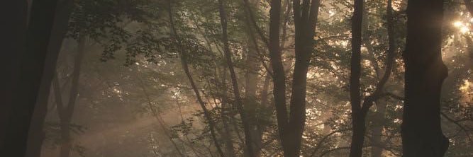 daisyfairydust's profile banner image