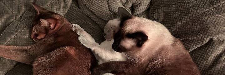 𝙉𝙞𝙘𝙚 ☯ banner