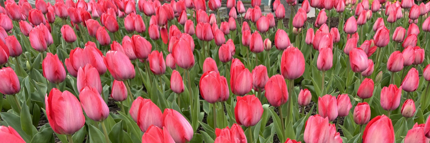 Dr. Jennifer Webb banner