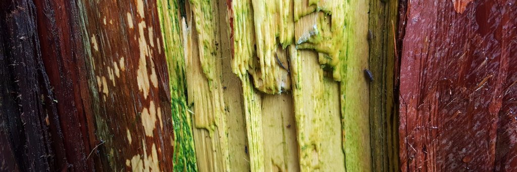 orzhovracoon🖤 banner