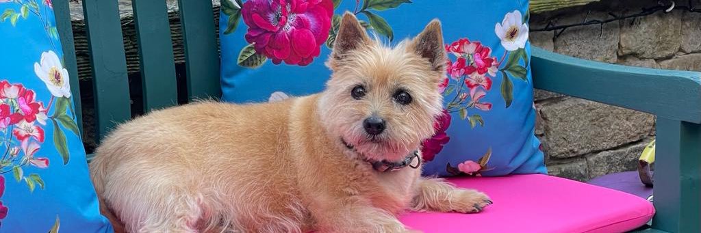 Tim 🇪🇺🇬🇧🏳️‍🌈🇺🇦 banner