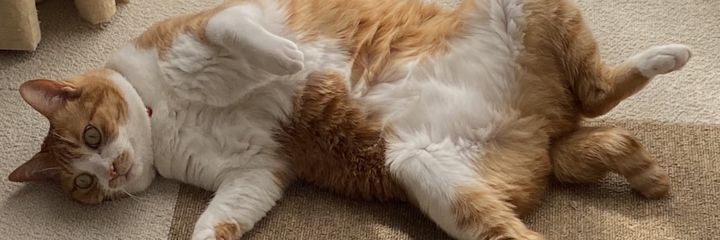 みゃーぬん🦀🌟 banner