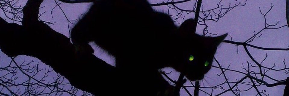 фокс колдунский пёс banner