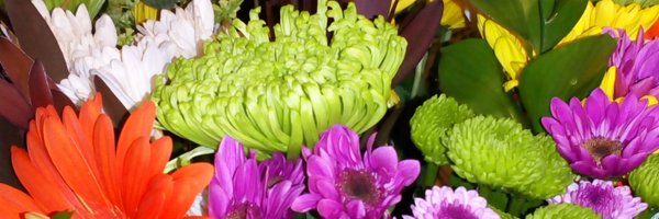 Trish_ll Profile Banner