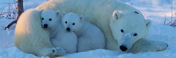 arctic_crisis's profile banner image