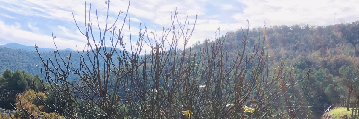 socladea's profile banner image