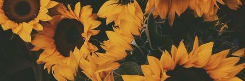 isa banner