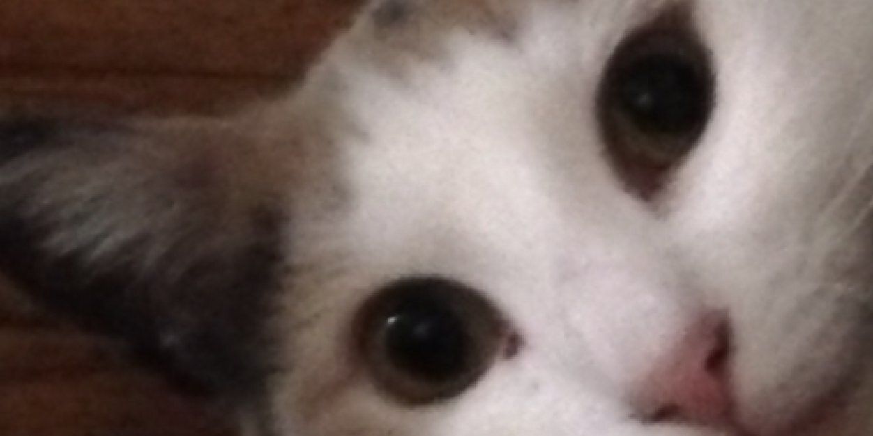 SSgumbaugh's profile banner image