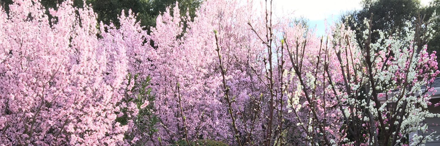 Dodi Friedenberg banner