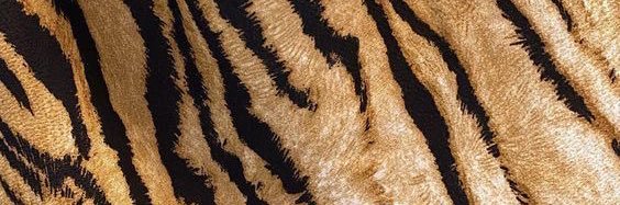شيه banner
