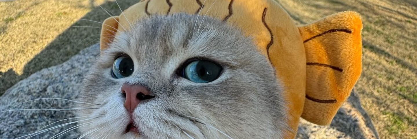 Kellytylr's profile banner image