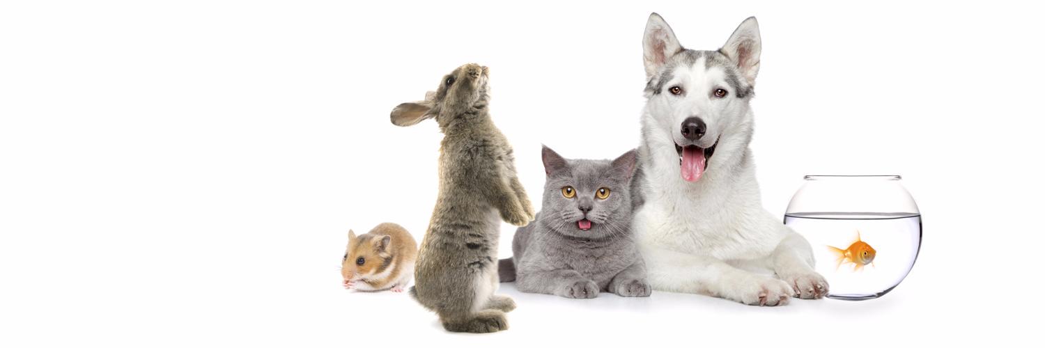 Fetch4pets's profile banner image