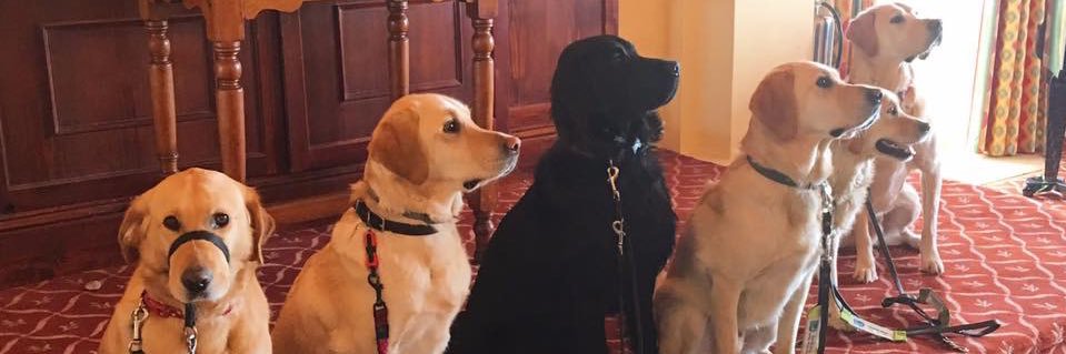Labrador_Molly's profile banner image