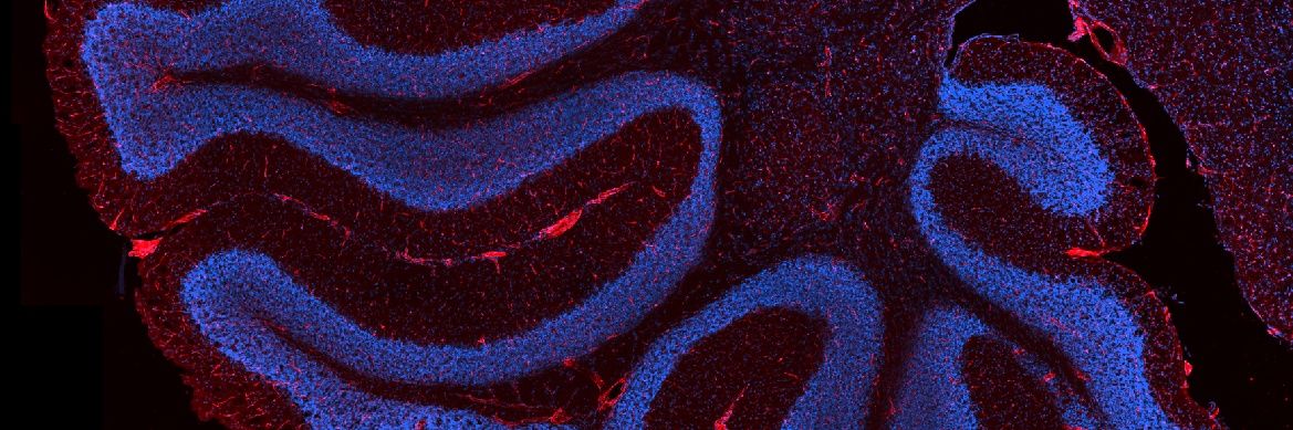 Conor McQuaid banner