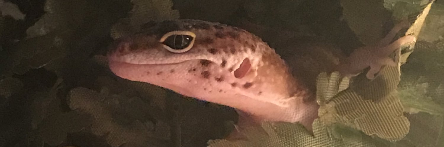 DotDotMoose's profile banner image