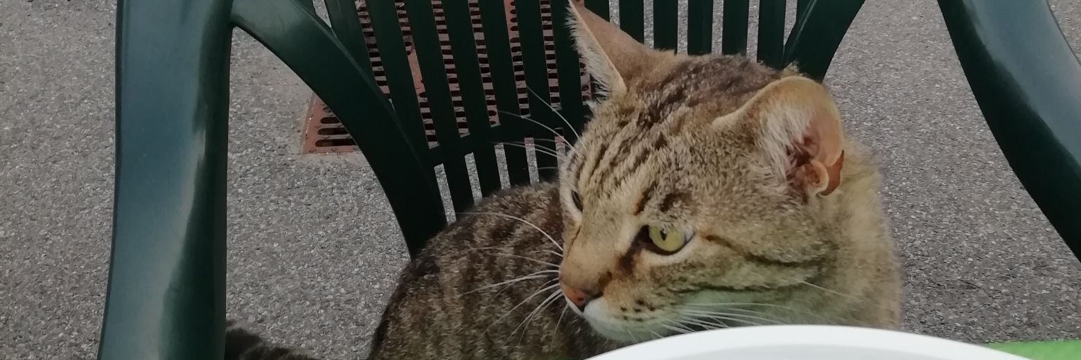 Luca Tovarich banner