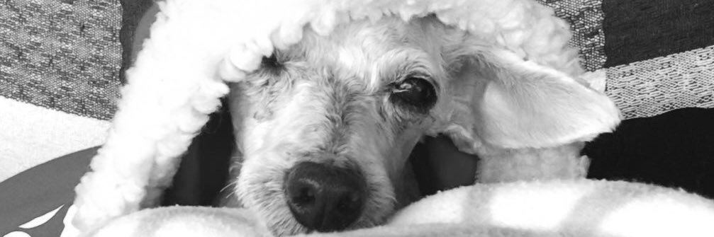 marapeclat's profile banner image