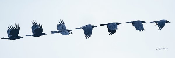 afrog Profile Banner