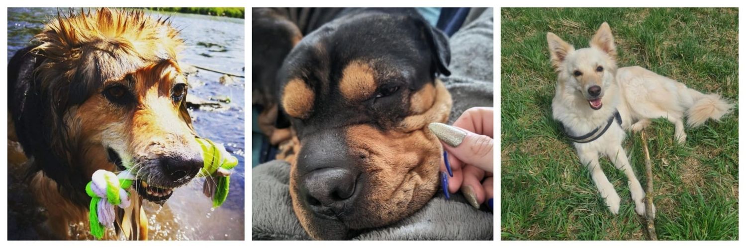 Drehstuhlakrobatin 📯 banner